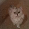 cleo