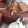 twodogs