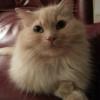 lucy